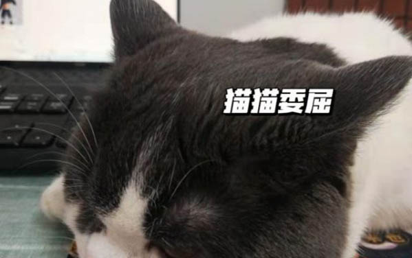小貓打嗝一抽抽，你需要了解的三個原因及處理方法