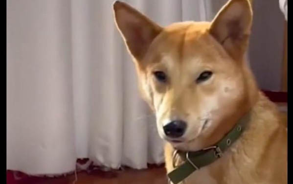 狗狗得睪丸癌前兆有哪些癥狀