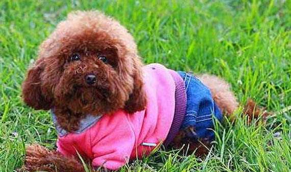 貴賓犬多久刷一次牙比較好