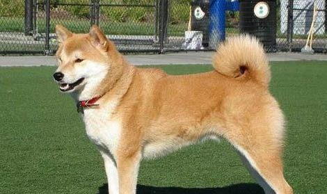 日本秋田犬吐清水的原因及處理方法