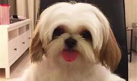 狗狗幾歲算老年