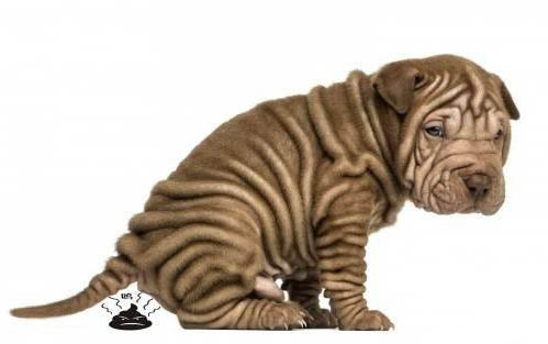 挑選幼犬拉布拉多需要注意些什么