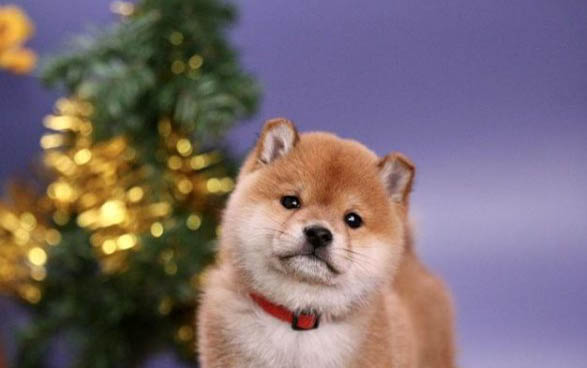 柴犬一天吃多少狗糧