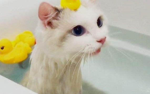 小貓腿摔瘸了多久能好