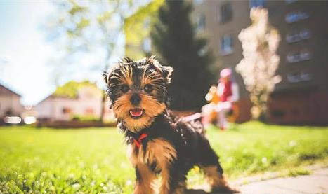 寶路幼犬狗糧怎么樣