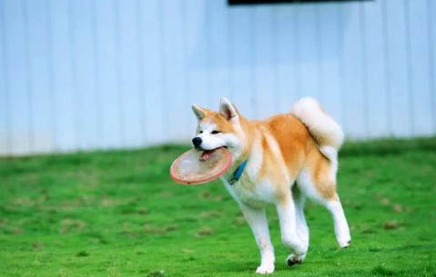 日本秋田犬多久可以洗澡