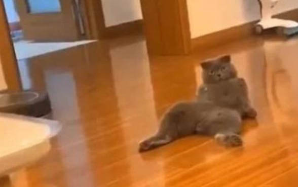 貓咪一邊呼嚕一邊發抖正常嗎