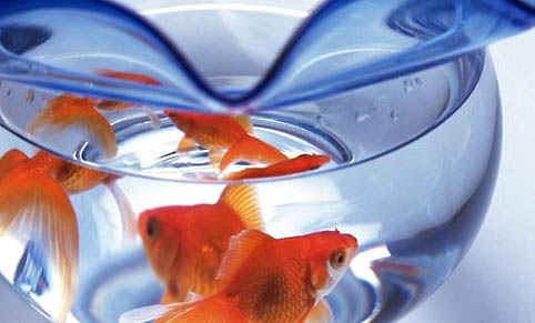黃金鰍清理魚缸嗎