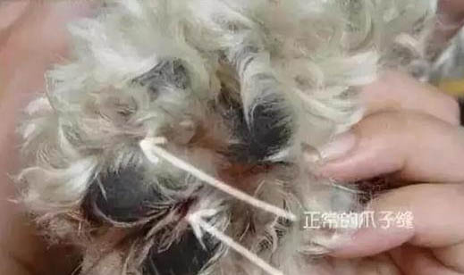 怎樣教狗狗去廁所拉屎