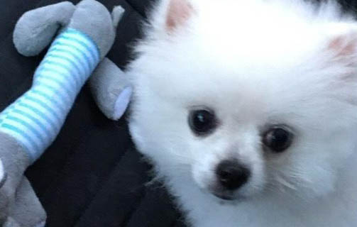 狗狗細小拉血是排毒還是惡化