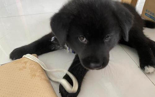 小狗四肢僵硬頭往后仰是什么原因