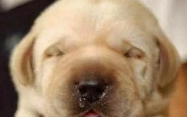 棉花面紗犬哪里有賣