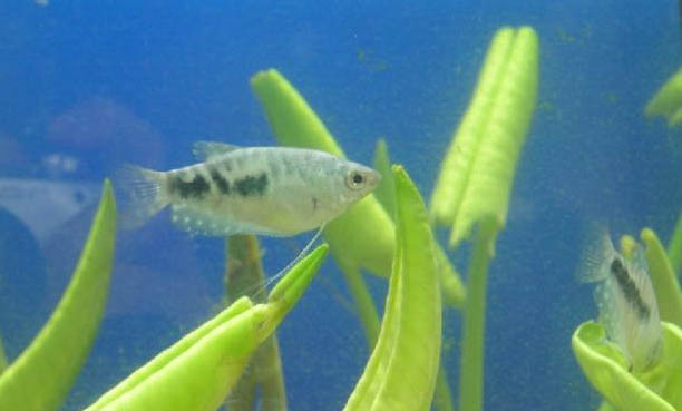 養(yǎng)魚的水為什么要曬干再澆水