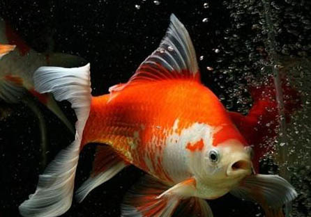 草金魚爛尾是什么原因引起的