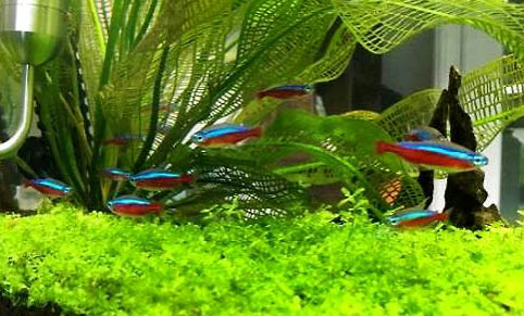 高錳酸鉀對魚有傷害嗎