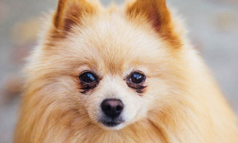 黑色博美犬多少錢一只