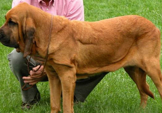 獵犬為什么瘦