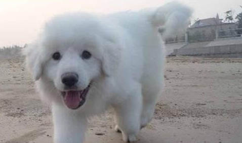 一個月大白熊犬如何喂養