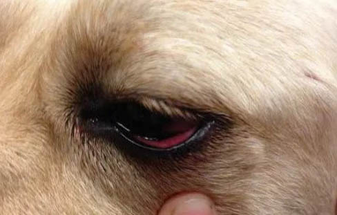 怎么能讓狗狗不亂叫