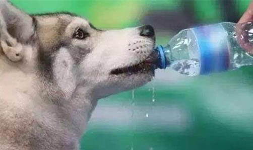 狗狗飯后多久可以洗澡?