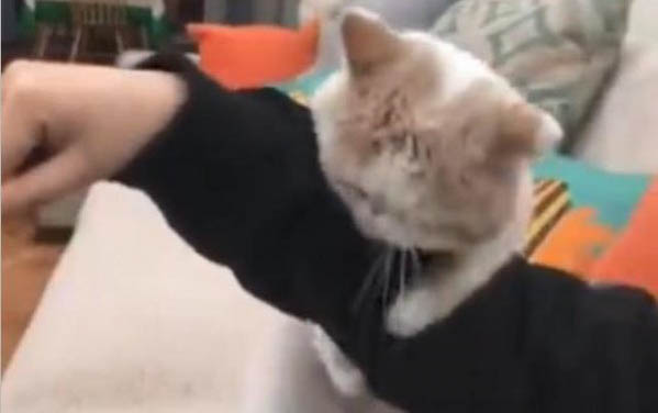 小貓出生多久才可以帶走