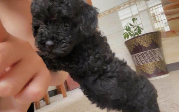 泰迪犬為什么會褪色