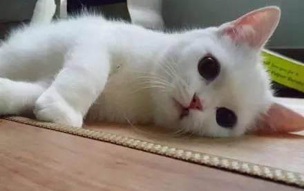 貓咪正常呼吸頻率是多少