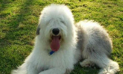 選購英國古代牧羊犬時要注意什么
