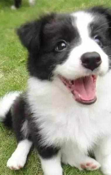 狗狗安樂死大約多少錢