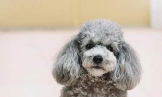 巨型貴賓犬好養嗎