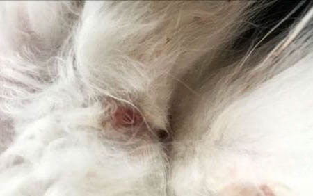 小貓晚上總是叫一直不睡覺的原因