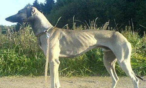 米格魯獵犬如何訓練