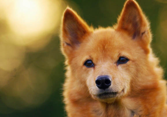 獵犬一般多大才咬獵物