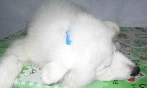 棉花面紗犬哪里有賣
