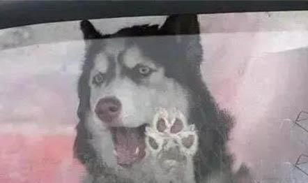 狗狗能吃動物肝臟嗎