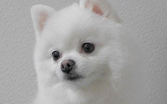 狗狗毛囊進行修復需要注意些什么