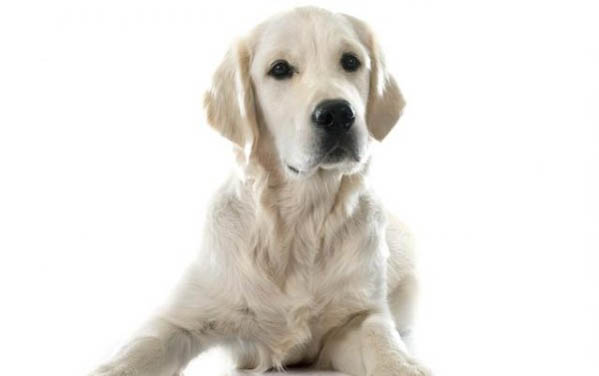 家里的狗狗得過犬瘟多久可以養其他的狗狗?