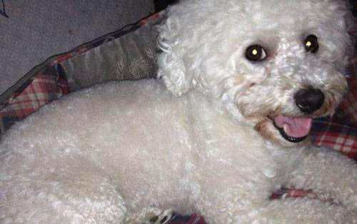 比熊犬得了犬瘟自己怎么治