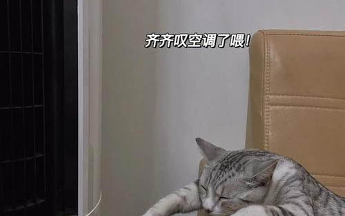 小貓交配需要多久時間