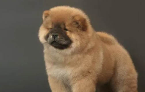松獅犬和哈士奇哪個好養