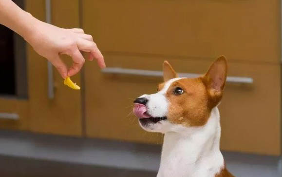 幼犬一般曬太陽多久