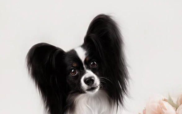 狗狗可以吃什么雞腿嗎