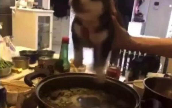 小狗腦炎癥狀有哪些表現(xiàn)?