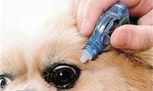 狗狗感冒跟犬瘟的區別