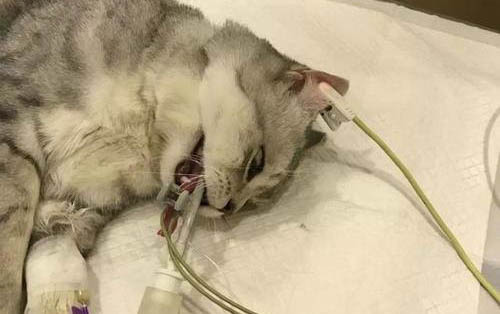 請問貓咪嘔吐的原因及處理方法?