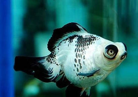 熊貓鼠魚好養嗎?