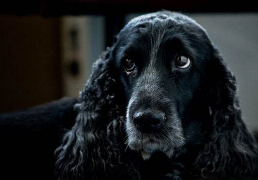 英國可卡犬為什么會流眼淚眼屎多？