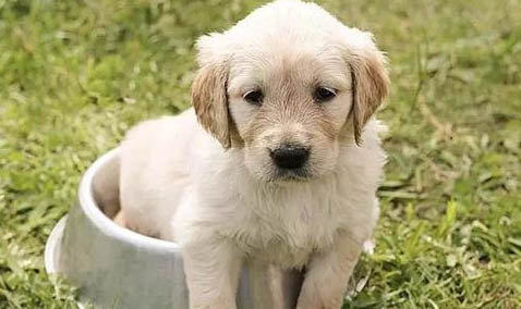 四個(gè)月幼犬呼吸急促