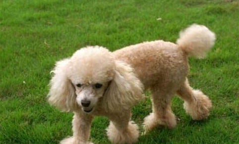 黑色迷你貴賓犬圖片