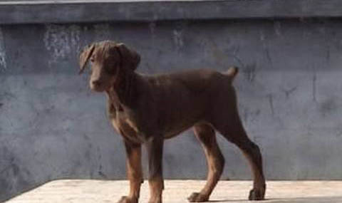 杜賓犬去哪里買靠譜